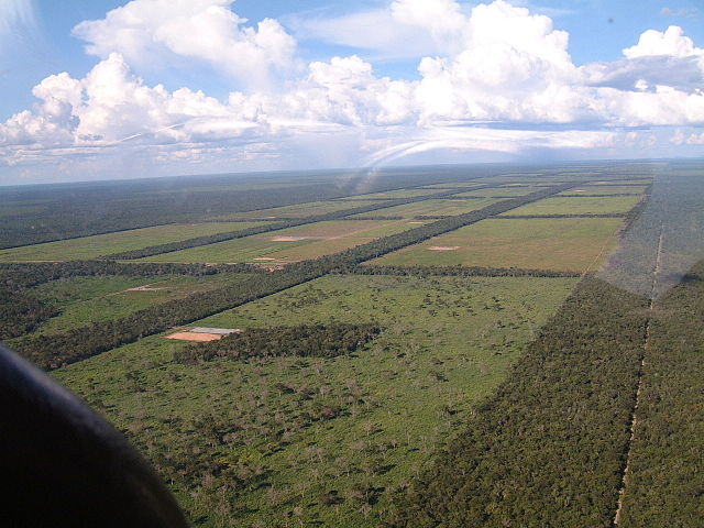 Tropical deforestation for cattle grazing in Praguay's Gran Chaco